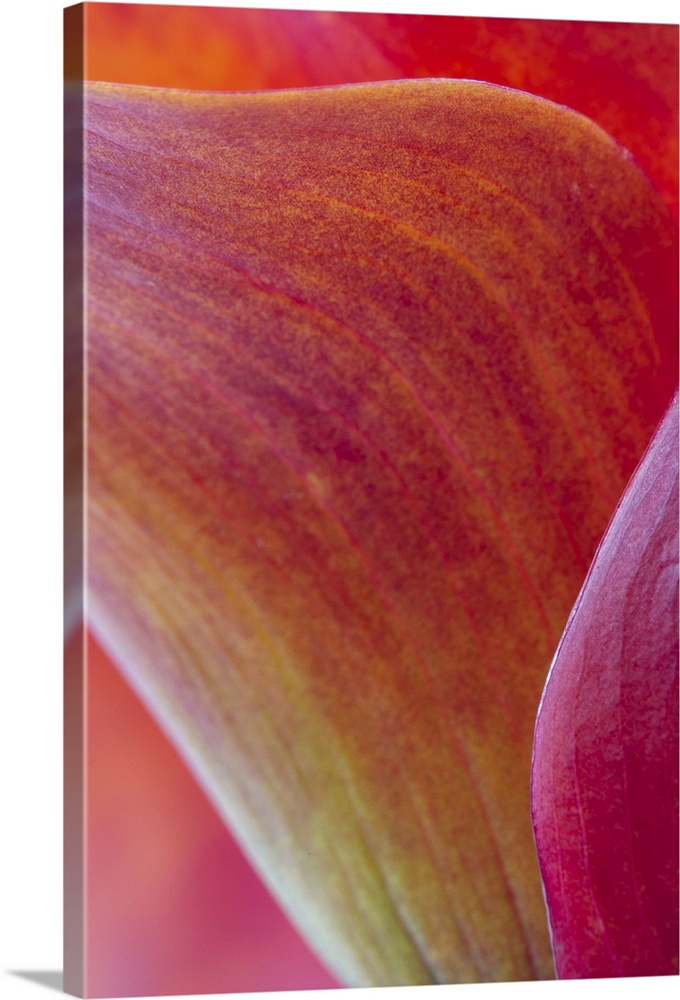 A contemporary close-up of the sinuous curves of a deep red orange calla lilly flower abstract.