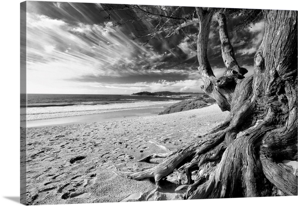 Tree With Twisted Roots on Carmel Beach in Black An White, Carmel Beach Tree, California.