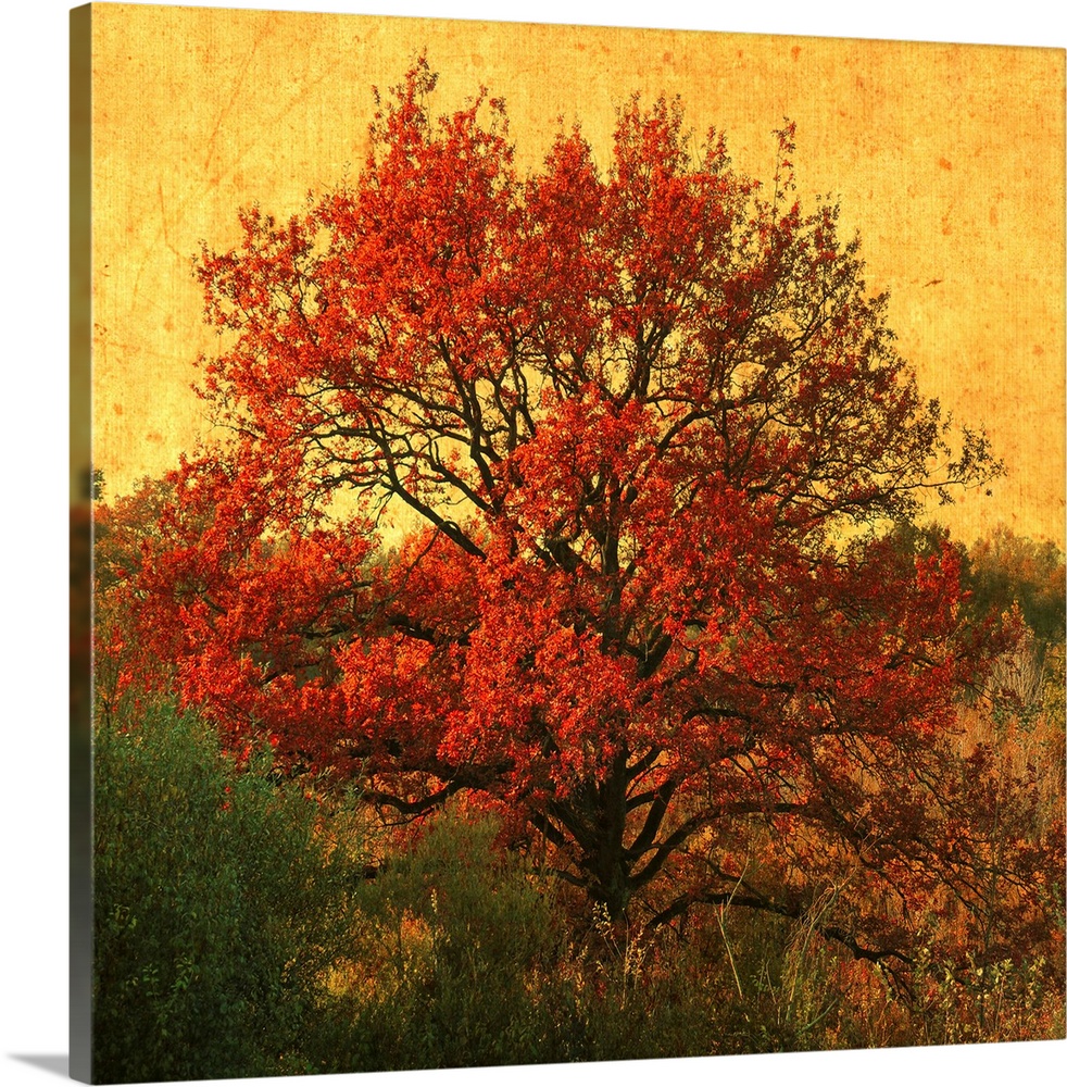 A red tree in autumn