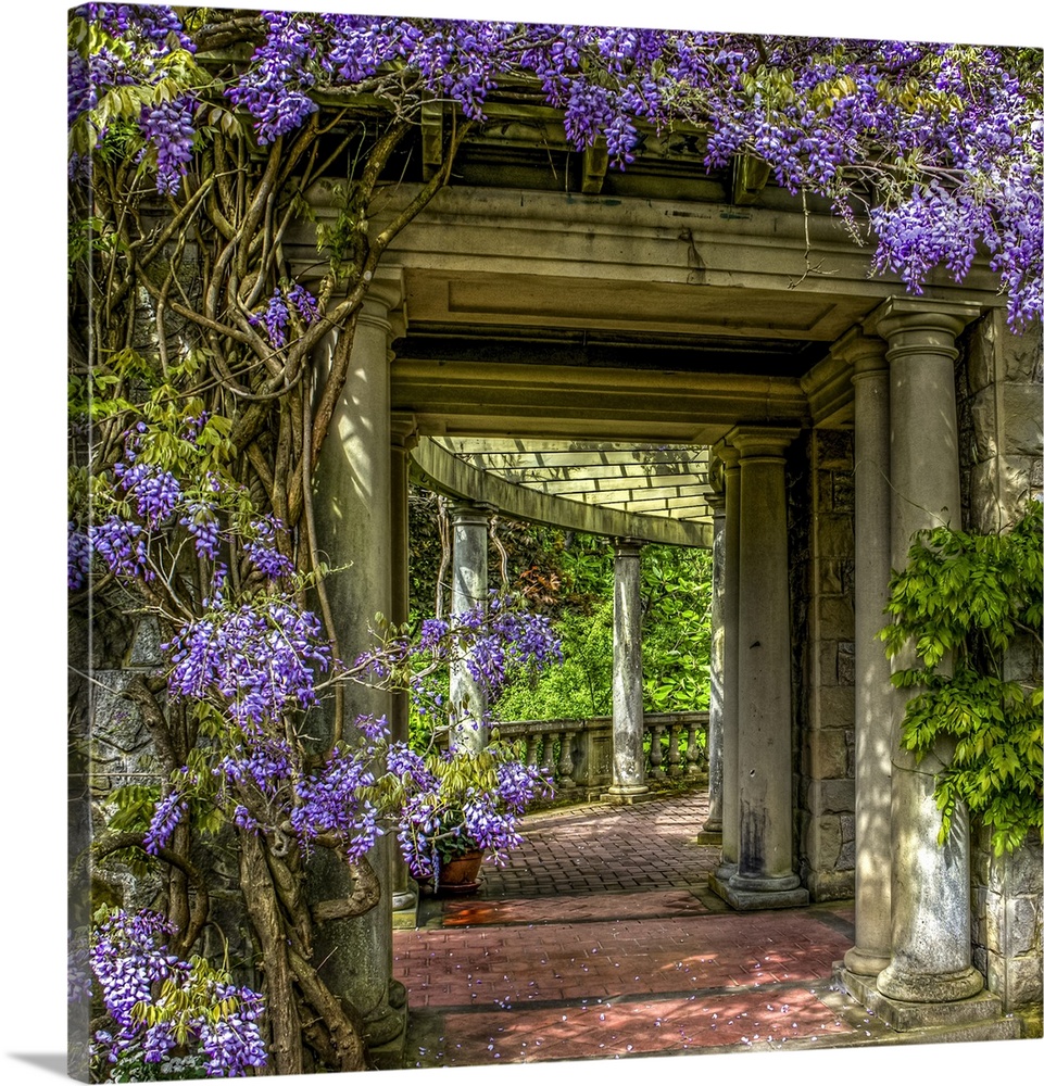 A pretty scene of wisteria in the gardens of Hatley Castle located on Vancouver Island.