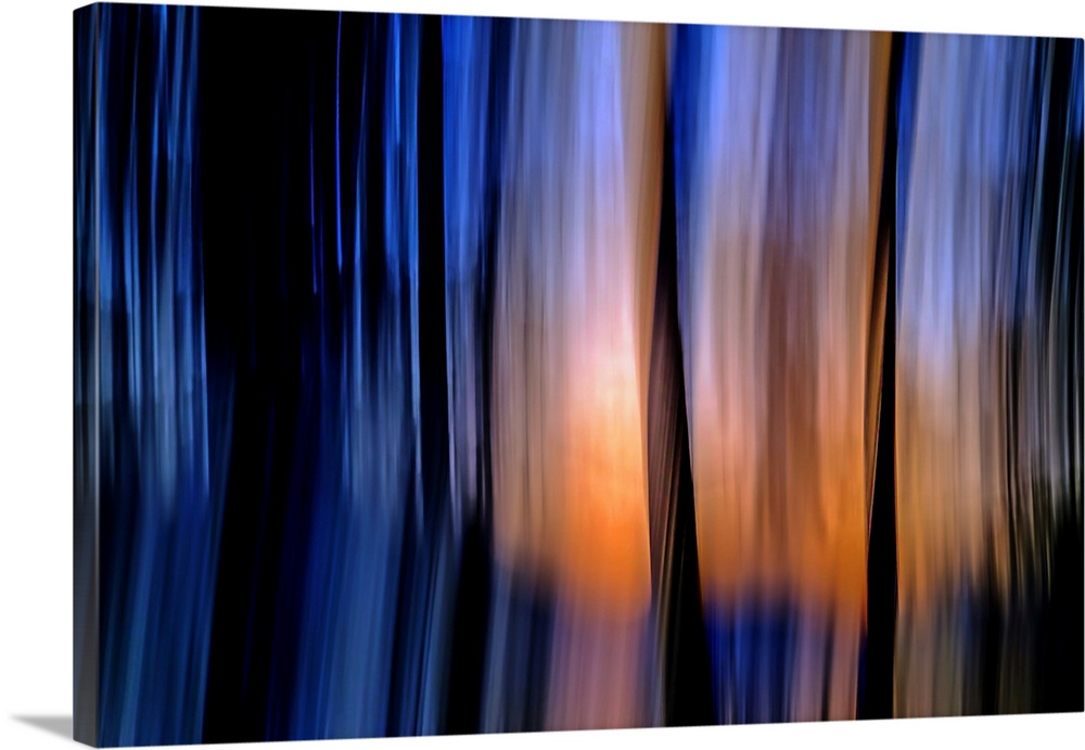 Abstract view of a group of cedars at sundown