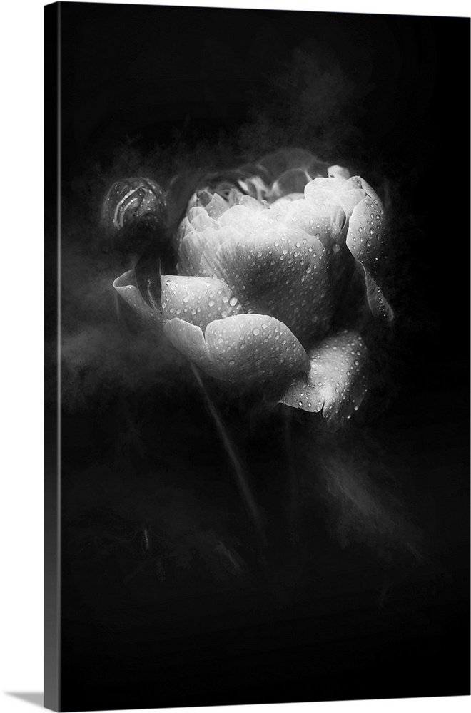 Soft focus black and white image of a rose covered in water droplets and smoke around the sides giving it a dreamy look.