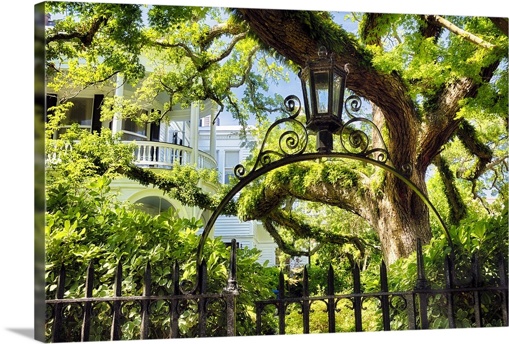 Giant Ivy Covered Live Oak Tree in a Villa Garden, Historic District