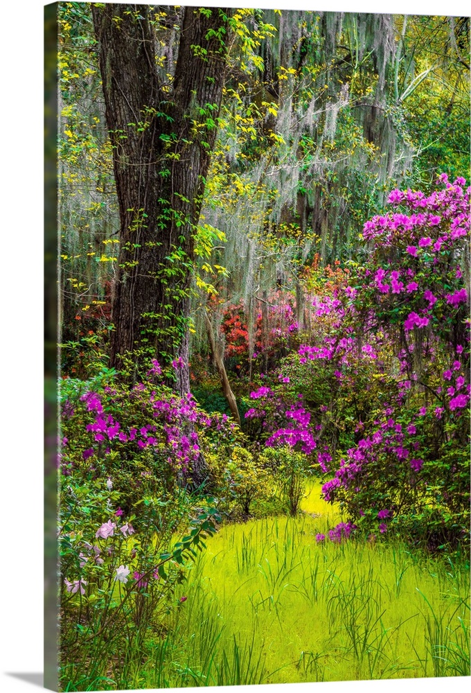 Bright purple flowers blooming in a mossy forest in Charleston, South Carolina.