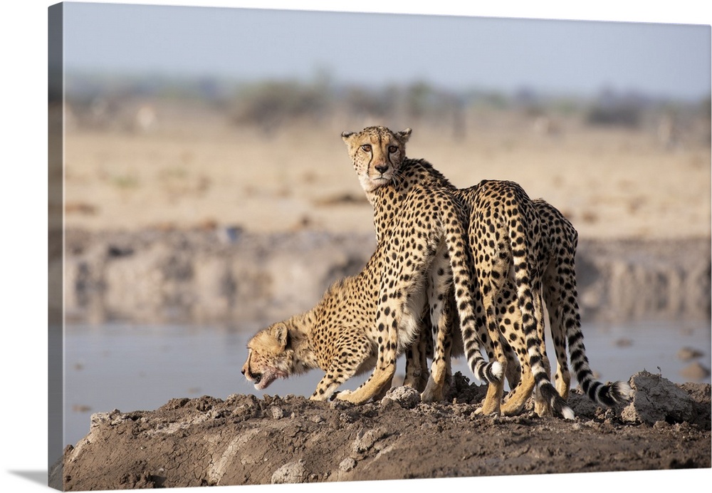 Mother cheetah and her cubs drink some water after a hunt.