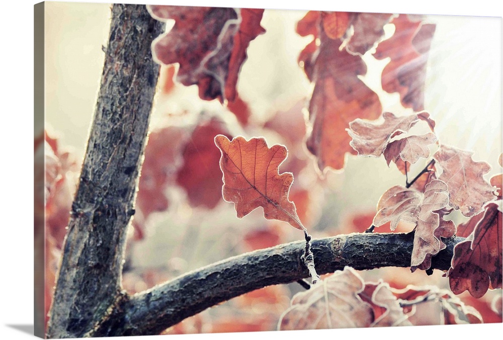 Close up of frozen oak leaves