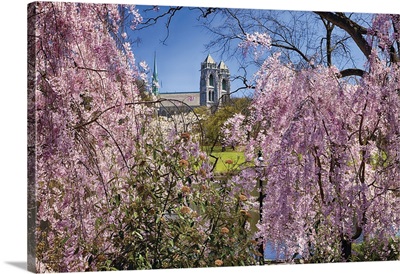 Cherry Blossom In A Park With The Cathedral Of The Sacred Heart , Newark, New Jersey