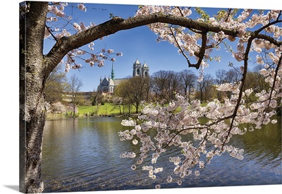 Cherry Blossom In A Park With The Cathedral Of The Sacred Heart , Newark, New Jersey