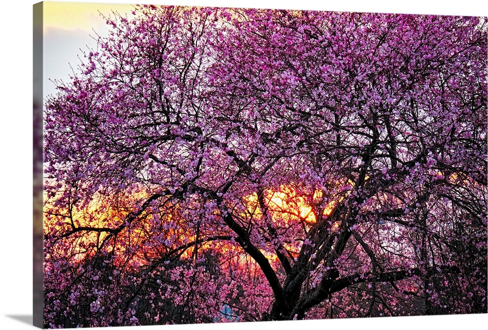 A photo of a cherry blossom tree with an orange glow of a sunset peeking through the branches.