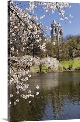 Cherry Blossom With The Cathedral Of The Sacred Heart In The Background,  New Jersey