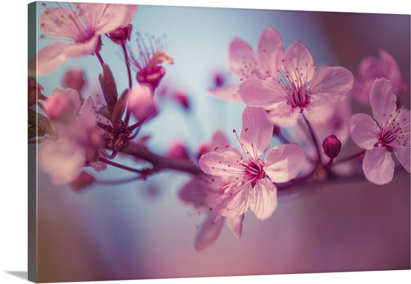 Cherry Blossoms I Wall Art, Canvas Prints, Framed Prints, Wall Peels