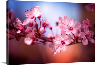 Cherry Blossoms VI
