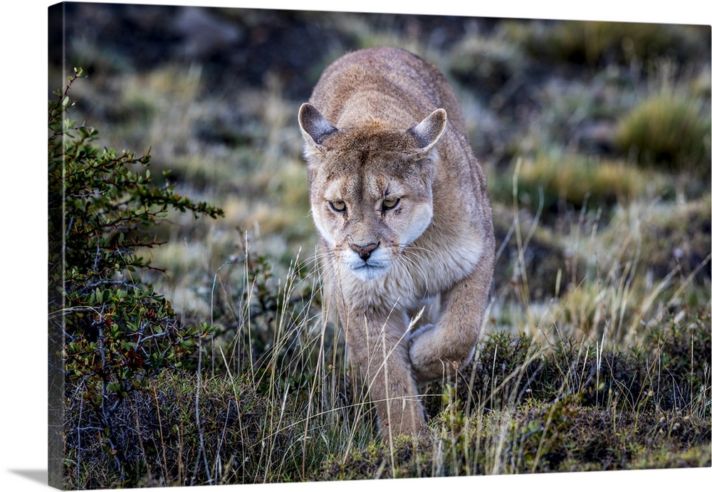 Chile, Patagonia, puma (Puma concolor)