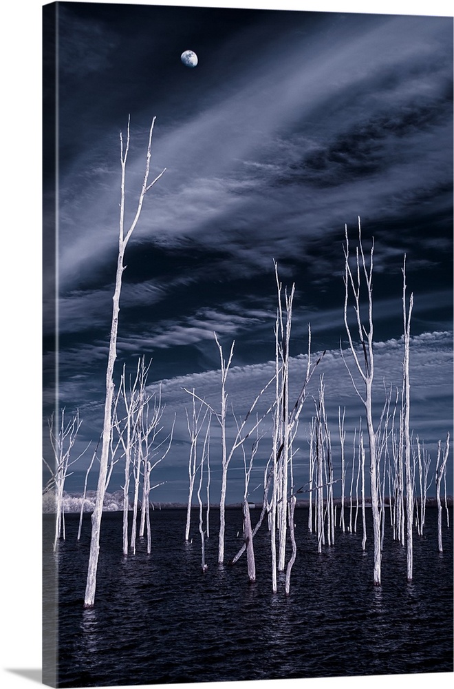 Slender white bare trees growing from the water, with the moon in the night sky above.