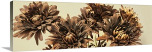 Chrysanthemums image thumbnail
