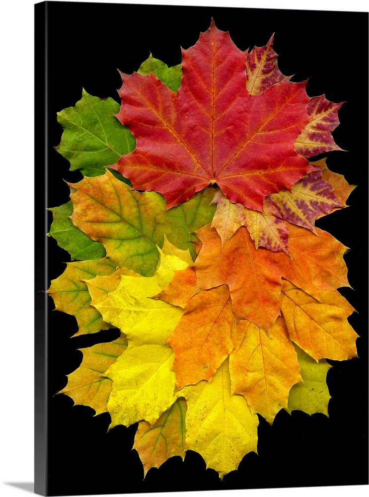 A collection of fall leaves in a variety of colors including red, green, yellow, and orange.