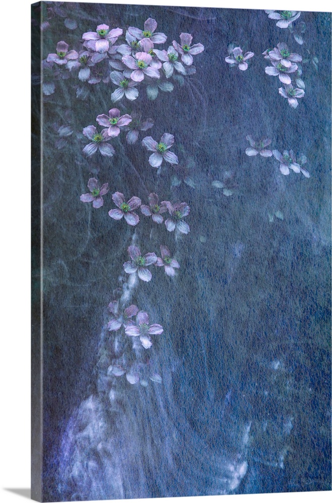A soft impressionistic cascade of gentle lavender and blue purple Clematis flowers with silvery movement lines.