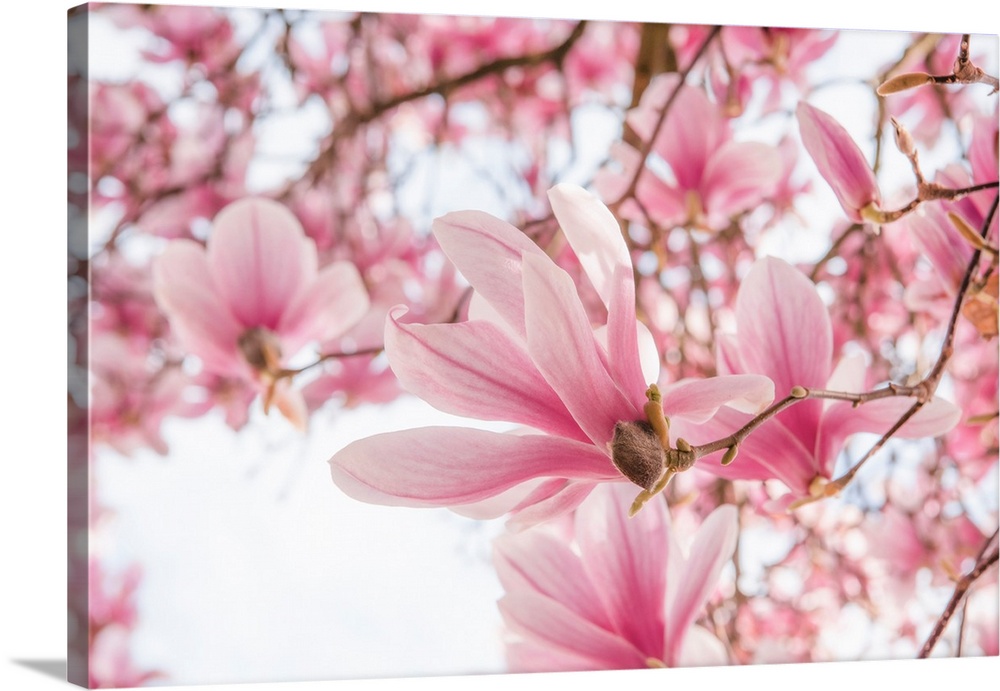 Magnolia in spring