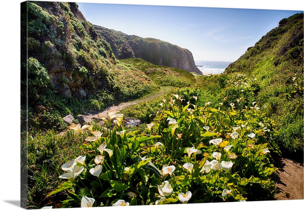 A photograph of lilies near a beach coast.