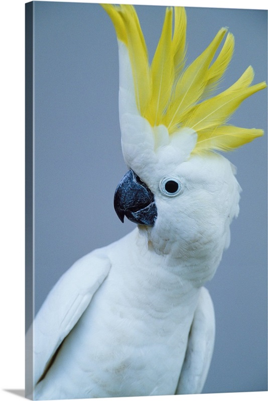 Cocky Wall Art, Canvas Prints, Framed Prints, Wall Peels Great Big Canvas