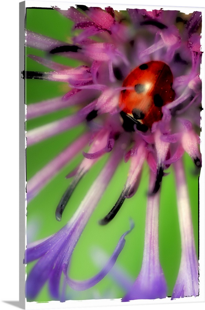Close up of a ladybug in a flower