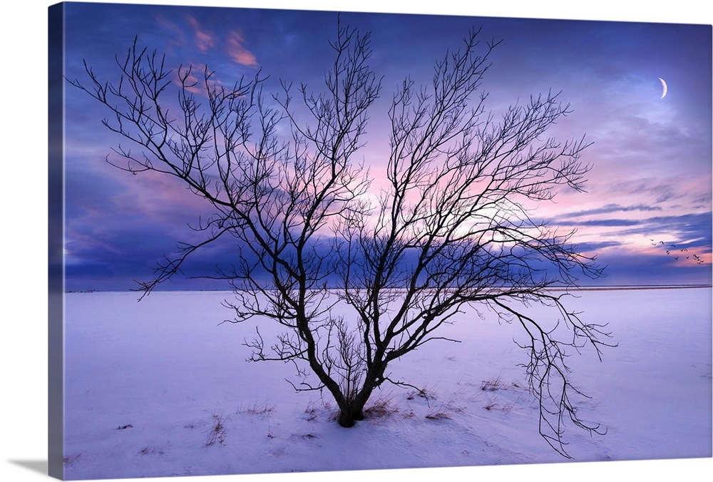 A photograph of a winter landscape with a bare branched tree in the foreground.