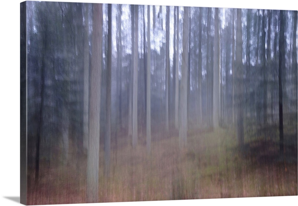 Artistically blurred photo. Old pine forest Dover Plantage in North Jutland, Denmark, on a rainy day, large old pine trees...