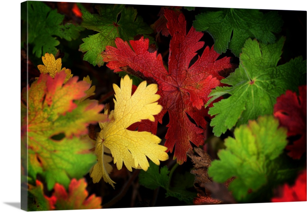 Leaves of all colors in autumn