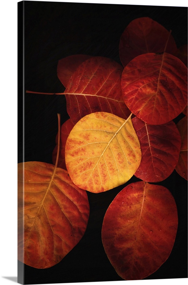 Fine art photograph of a group of autumn leaves in moody lighting.