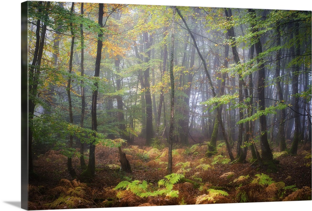 Colorful leaves on a rainy, misty day in a temperate forest.