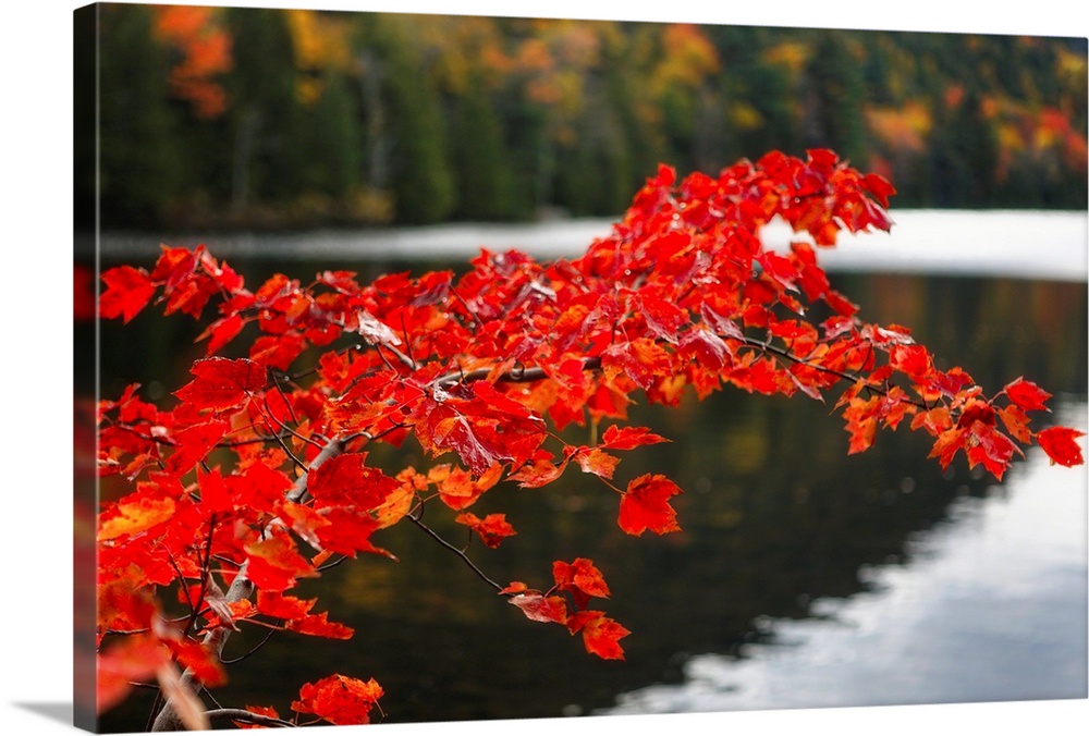 Colorful red leaves, Eagle Lake, Acadia National Park, Maine.