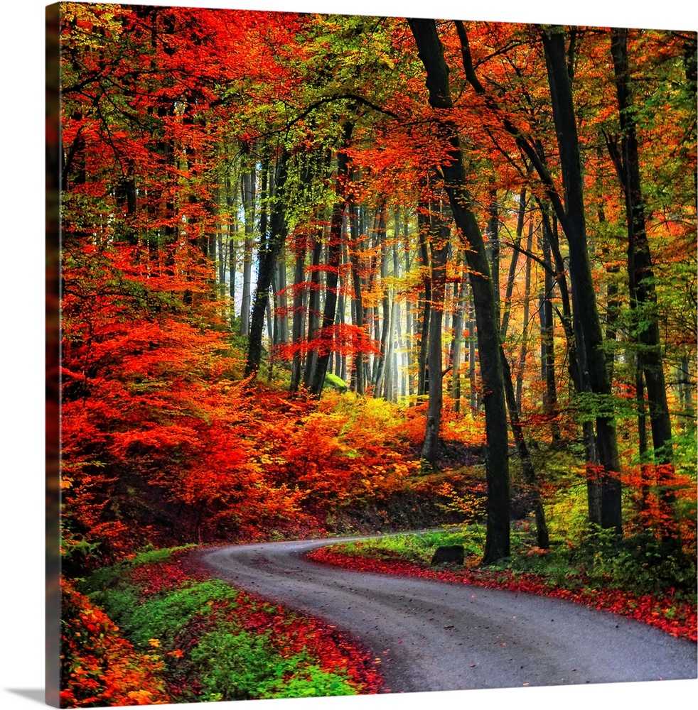 WOODLAND FOREST HORSE FIELD LANDSCAPE CANVAS PICTURE PRINT WALL ART #4809 