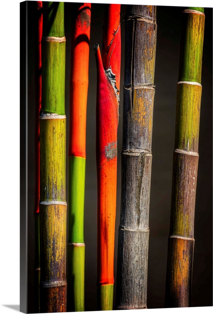 Close up of colorful bamboo