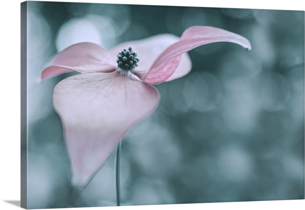 A dreamy magnolia flower looks as if it's beckoning to you.