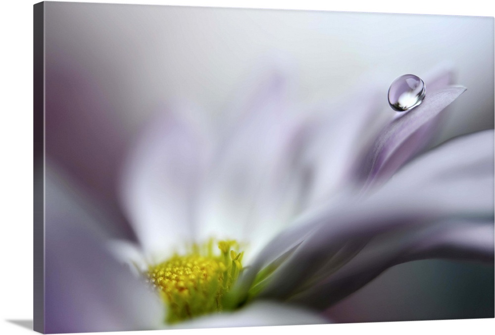 Close up image of a flower with a single drop of water balancing on a petal.