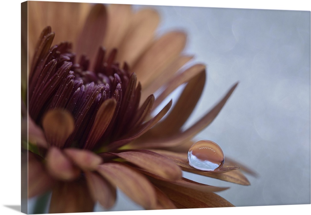 A drop of water on a chrysanthemum.