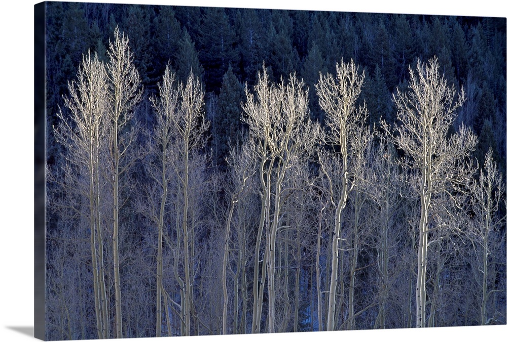 Photograph of bare forest trees with leaf covered trees in distance.
