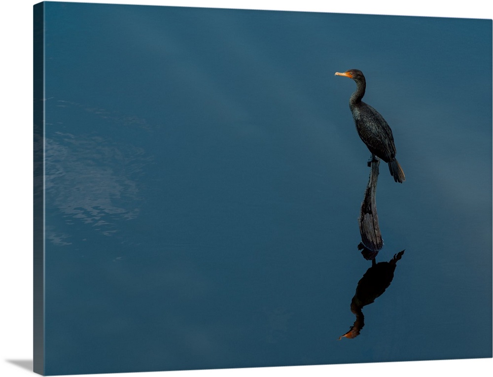A Cormorant and its reflection over deep blue water.