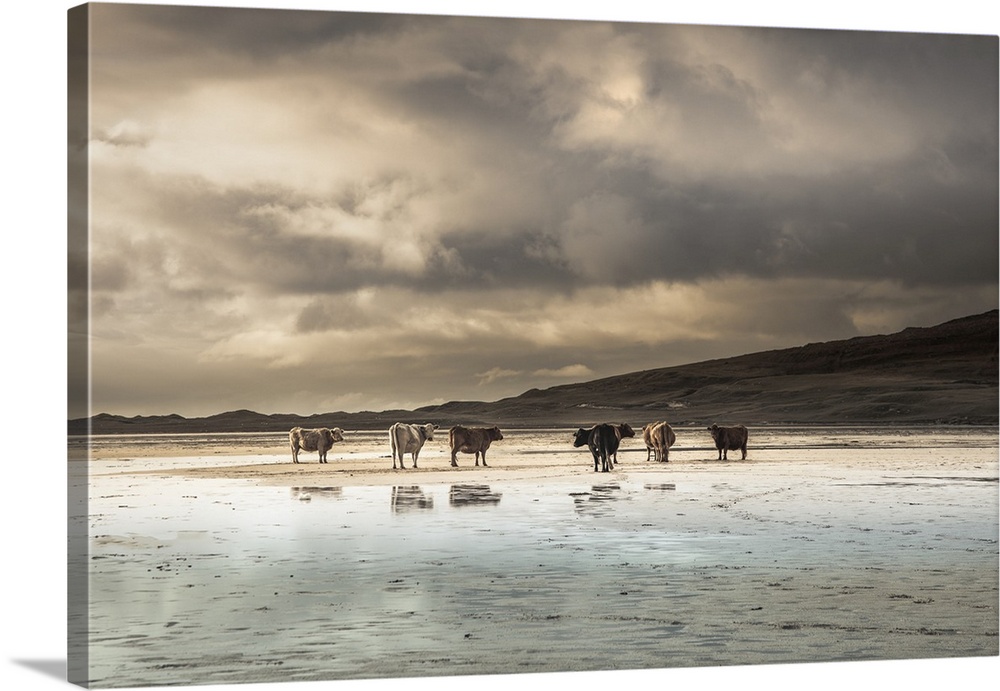 Cows on the Beach at Scarista in the Isle of Harris, Scotland.