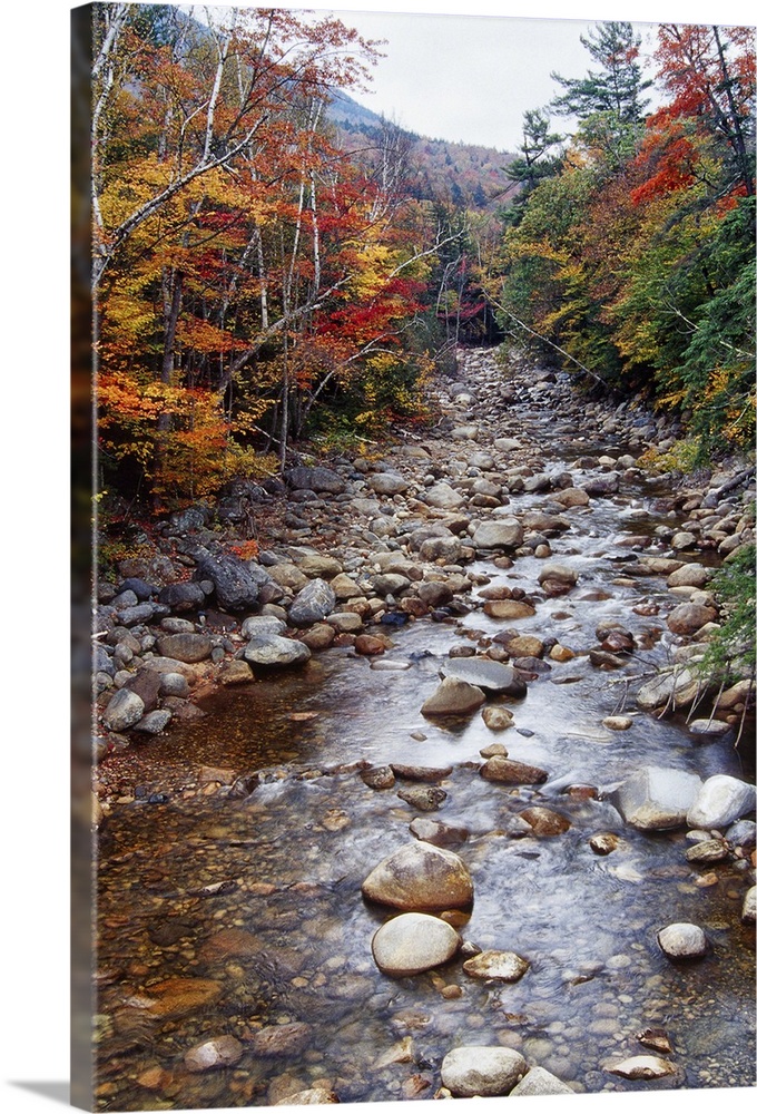 Creek in an Autumn Forest with Colorful Foliage, White Mountains