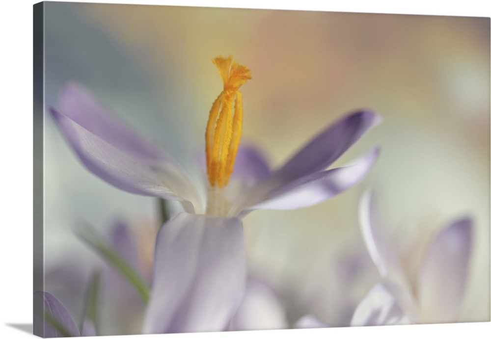 A macro image of several crocuses with focus on the stamens on one of them.