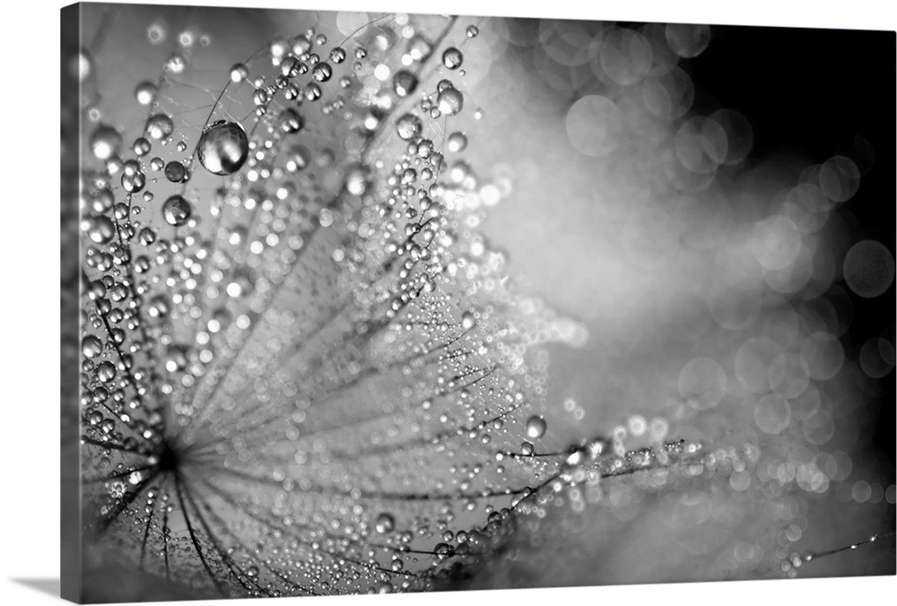 Water droplets collect on the delicate feather like petals on a plant.