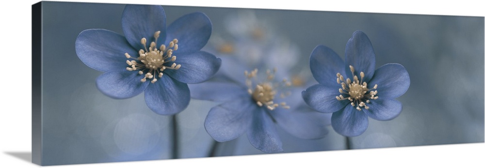 Two images  of Hepatica Nobilis placed together.