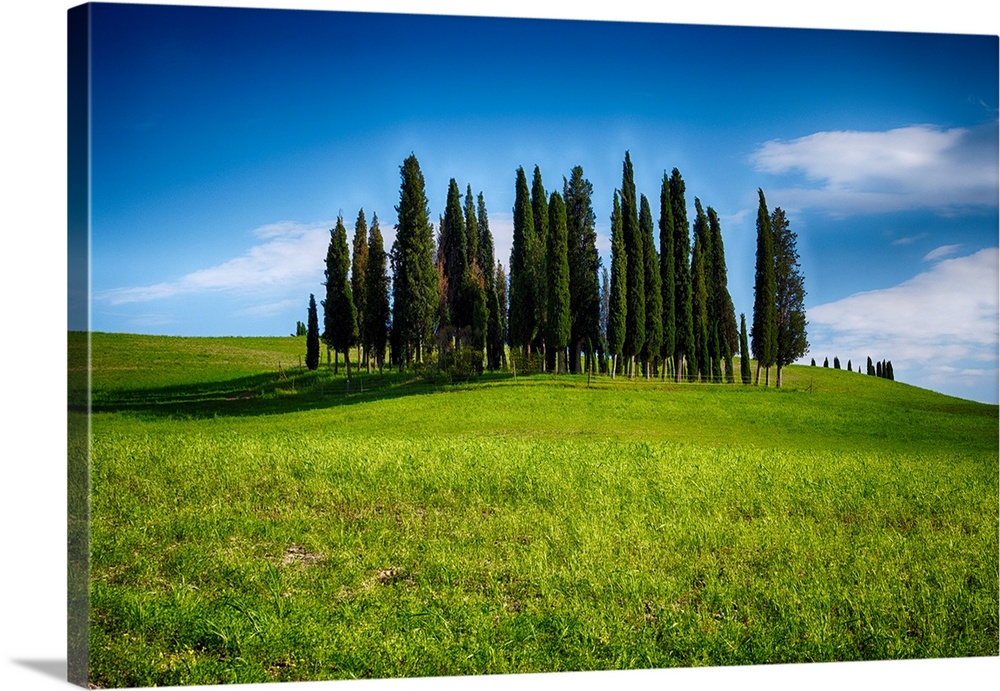 Group of Cypress trees on a Knoll, San Quirico d'Orcia, Tuscany, Italy.