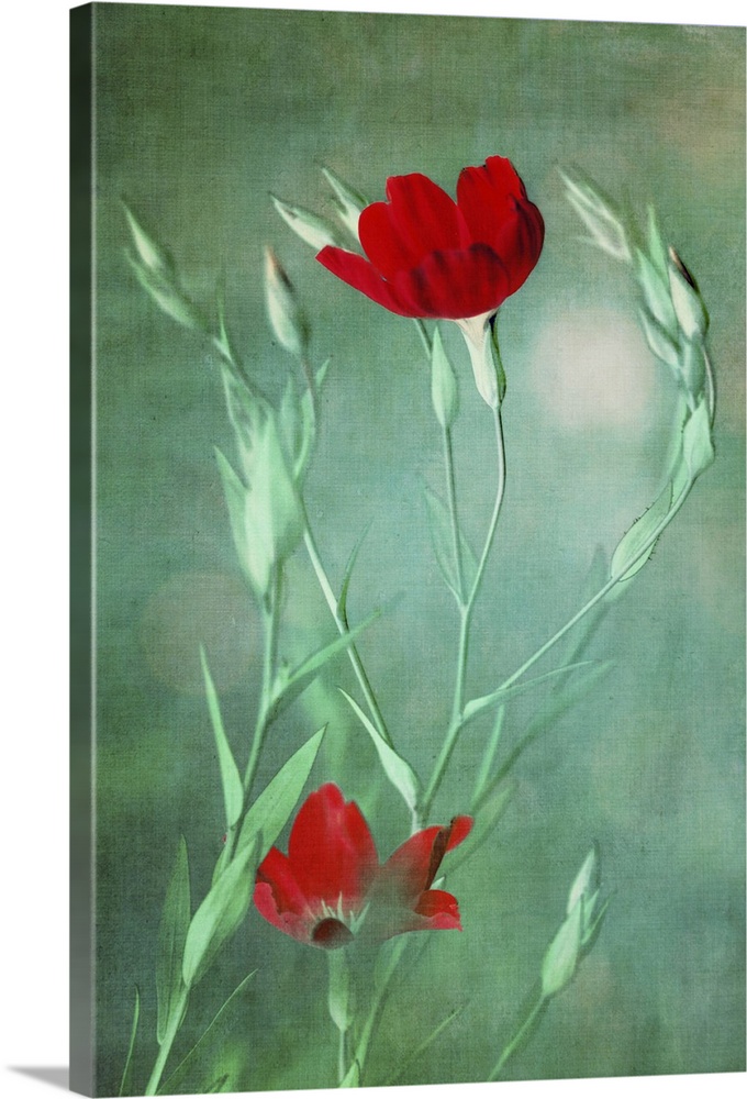 Small red flowers dance in the wind. Using a photo texture
