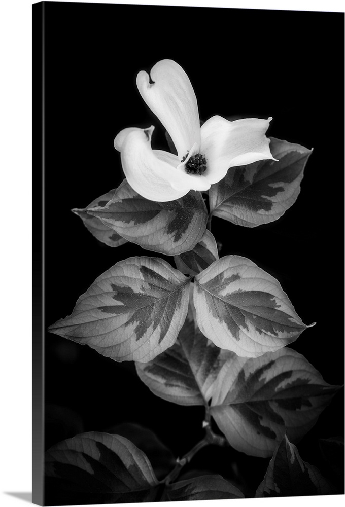 Dogwood in black and white and close up on a black background