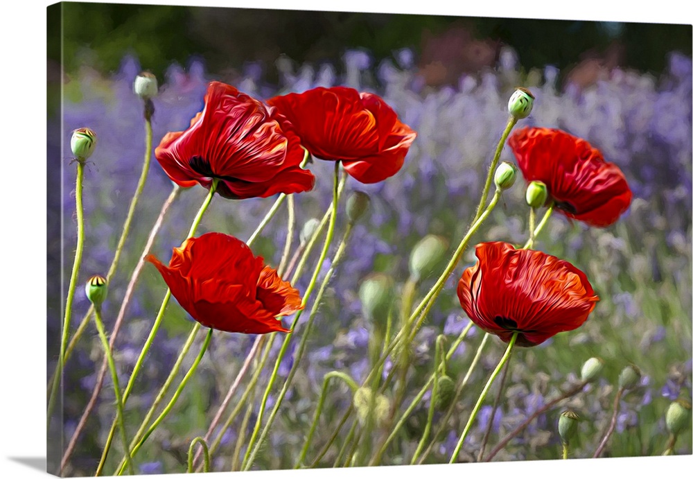 Painterly poppies and lavender