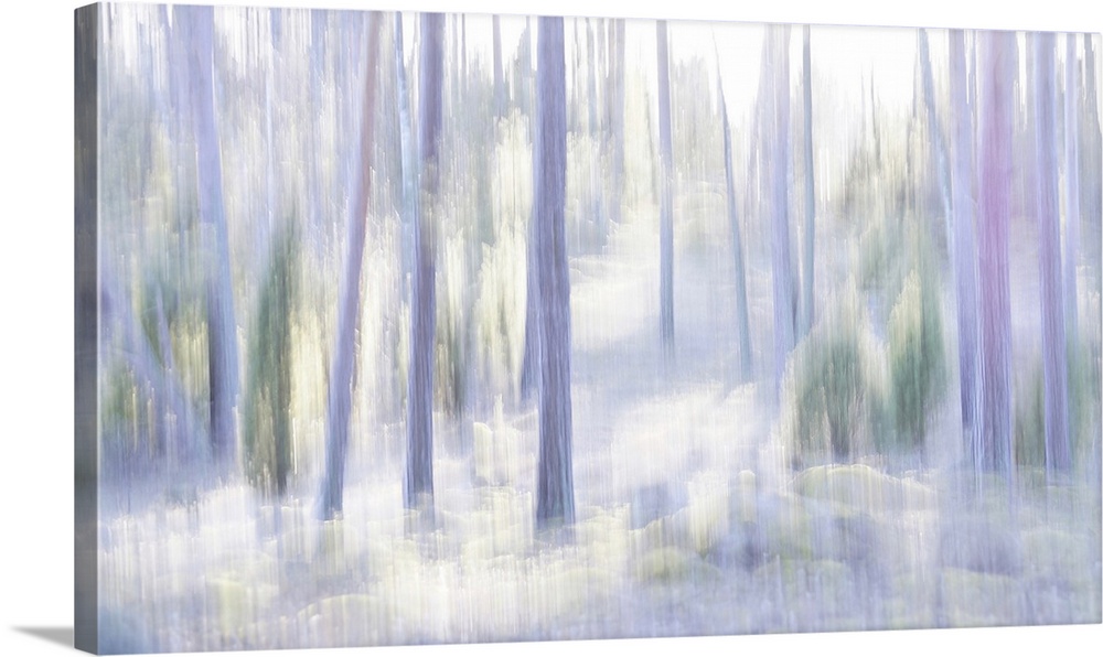 Artistically blurred photo. A pine forest in nature reserve Lovo, south east Sweden, in the light of the setting sun.