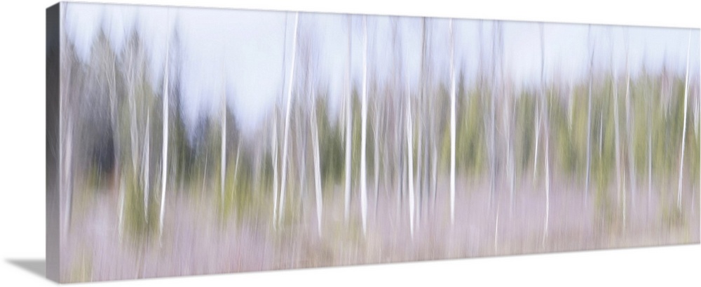 Artistically blurred photo. Young birch trees in a forest in south east Sweden on a sunny winter day.
