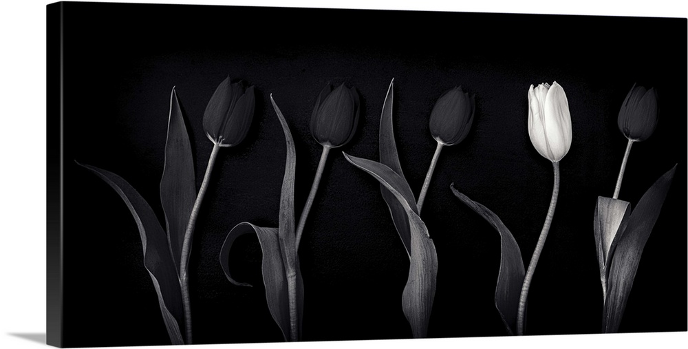 A black and white monochrome panorama of tulips with one white tulip standing out as an individual.